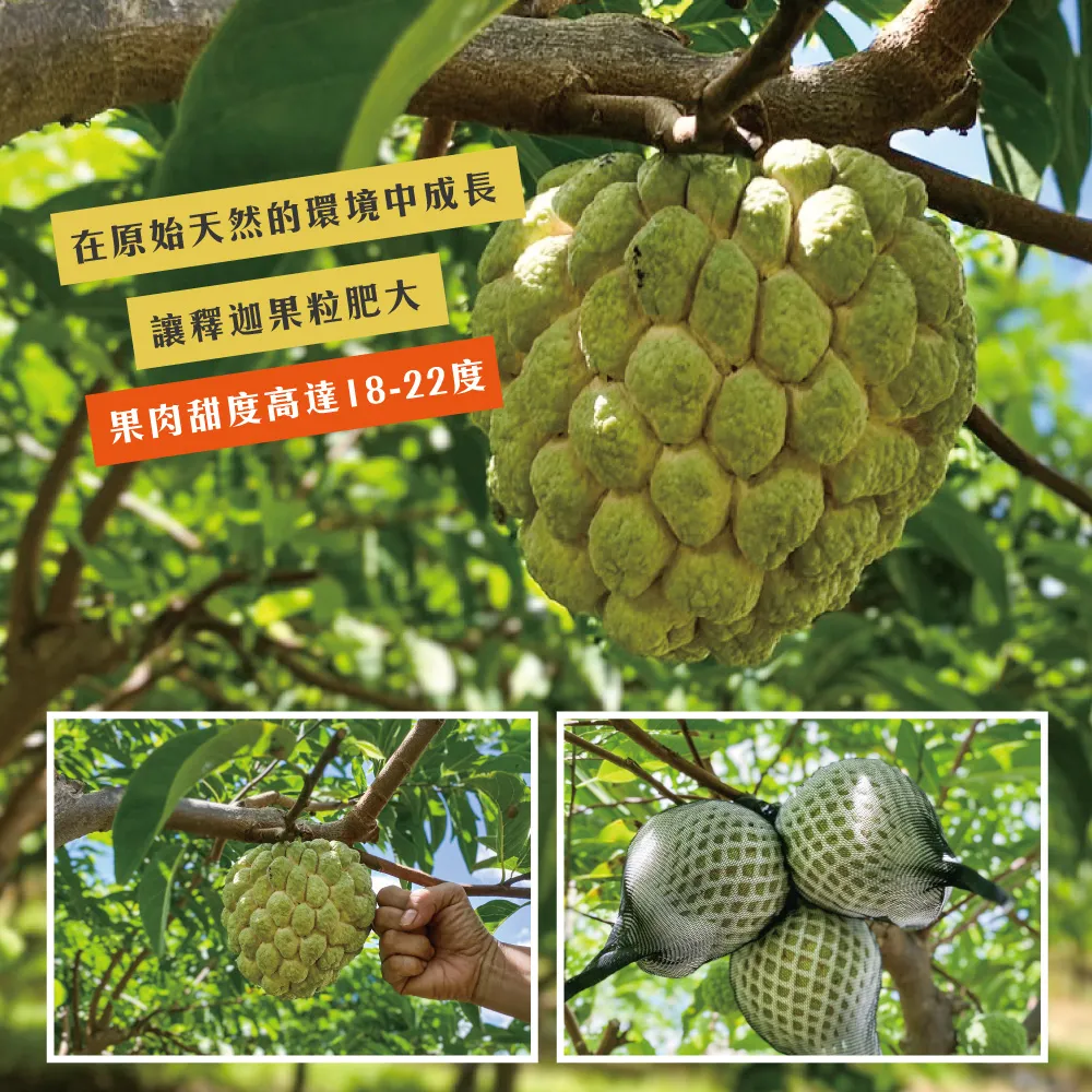 產地直送台東知本大目釋迦禮盒 5斤/10斤 