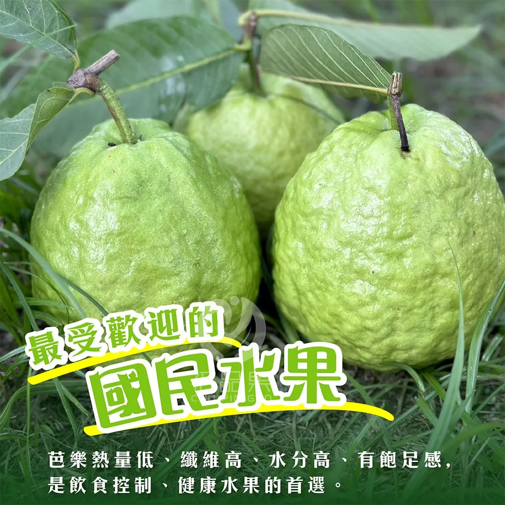 彰化溪州珍珠芭樂禮盒5斤6-10顆(冷藏配送)
