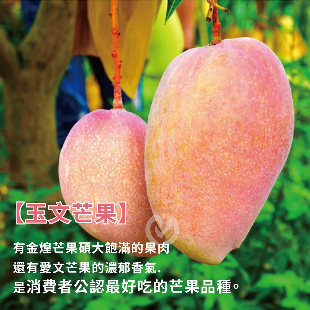 台南楠西玉文芒果 10斤6-9顆-芒果界的粉紅甜心