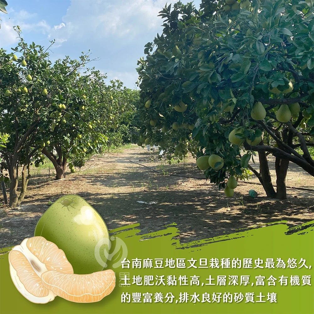 台南麻豆老欉文旦禮盒 10斤 大果7-9顆 / 小果10-18顆 1箱/2箱 8/5開始陸續出貨 歡迎企業大量訂購