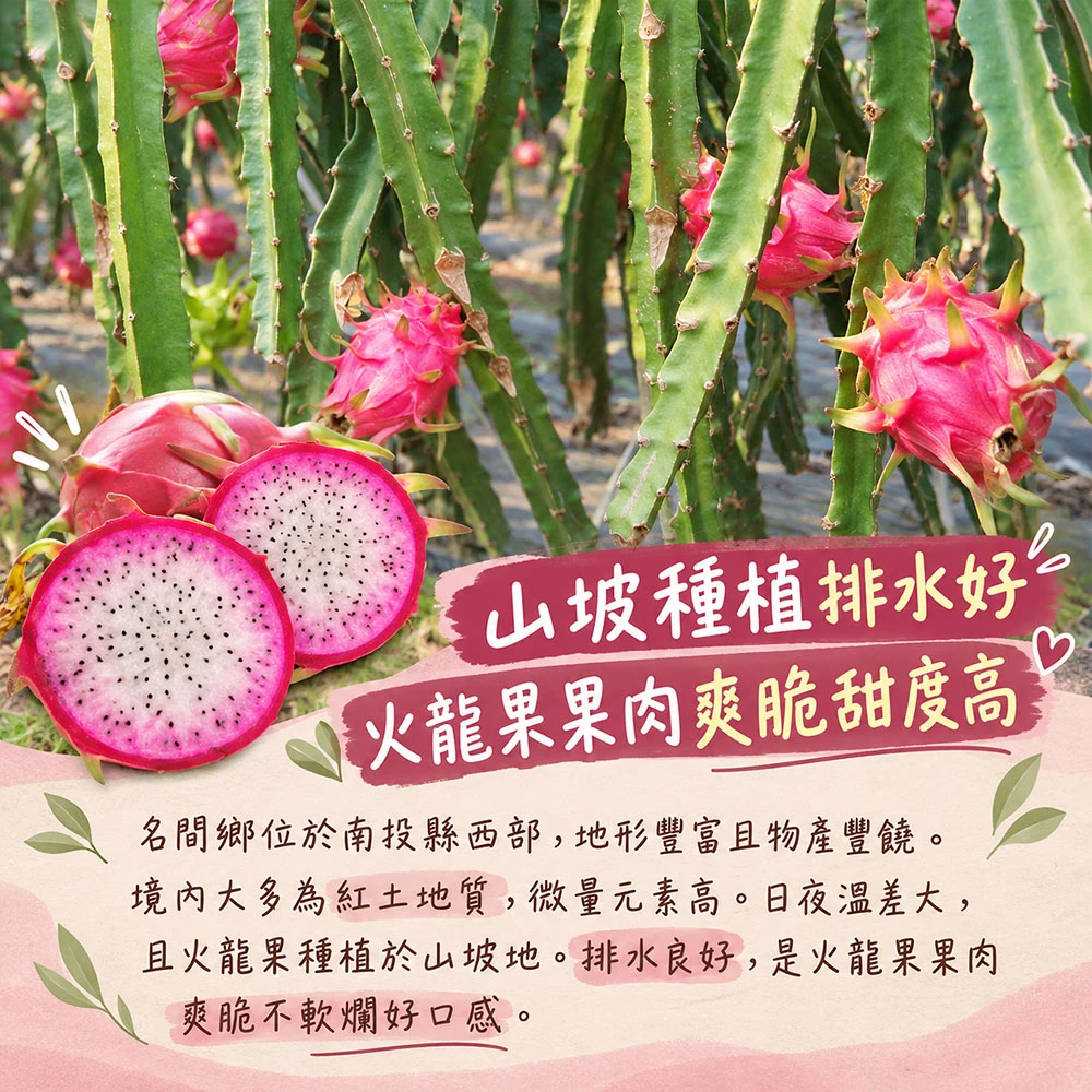 南投夢幻雙色火龍果6斤/10斤  1盒/2盒   預購