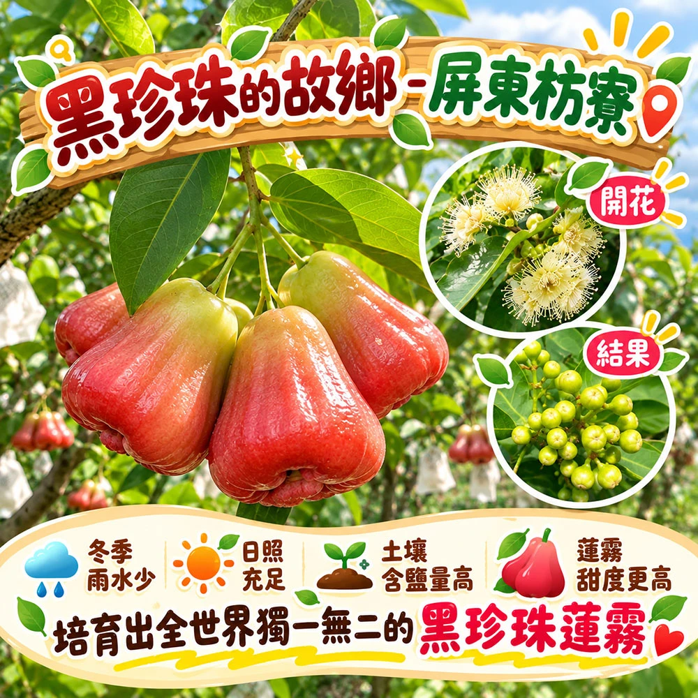 屏東枋寮黑珍珠蓮霧禮盒 3斤/4斤  1盒/2盒/3盒/4盒
