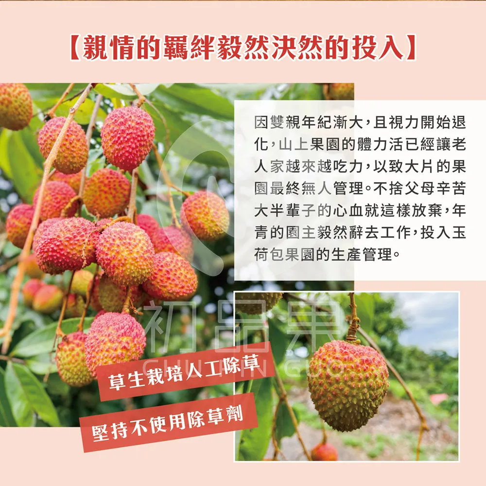 預購 季節限定 高雄大樹玉荷包禮盒3斤 冷藏配送  5/25開始陸續出貨