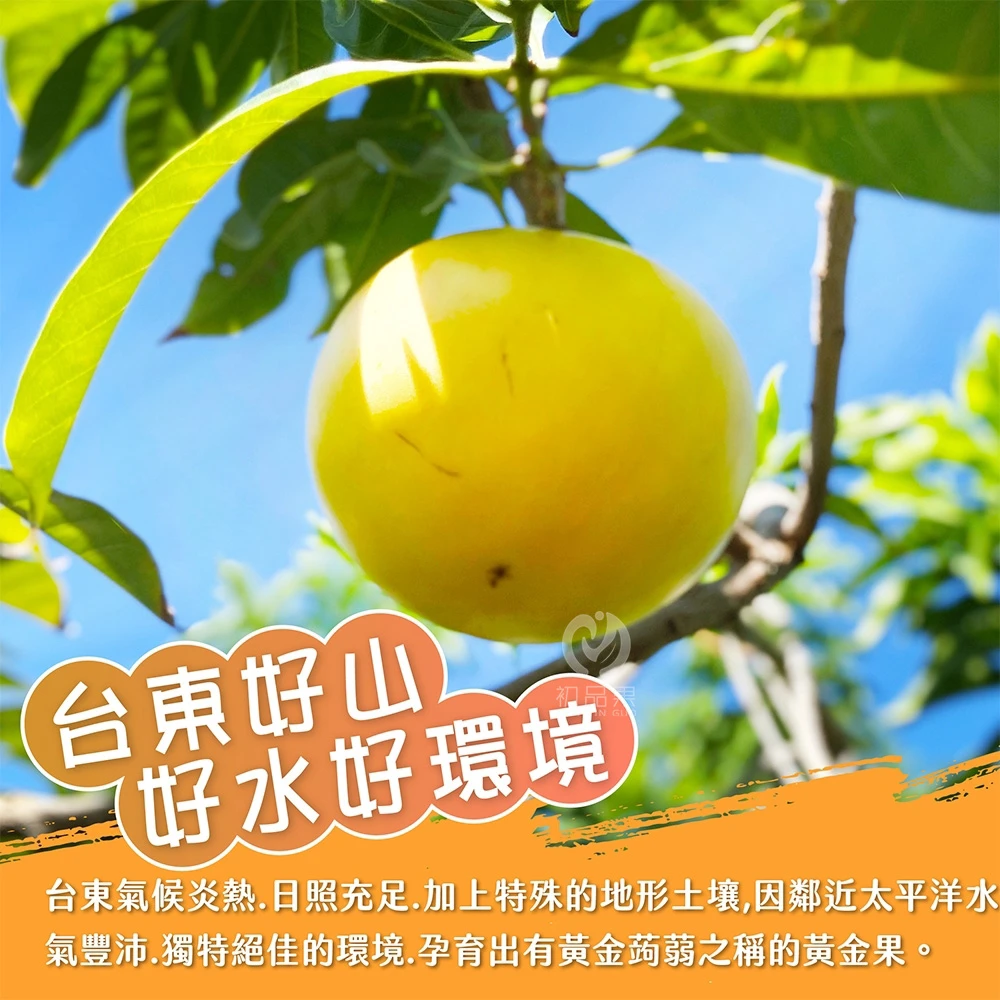 台東知本黃金果禮盒