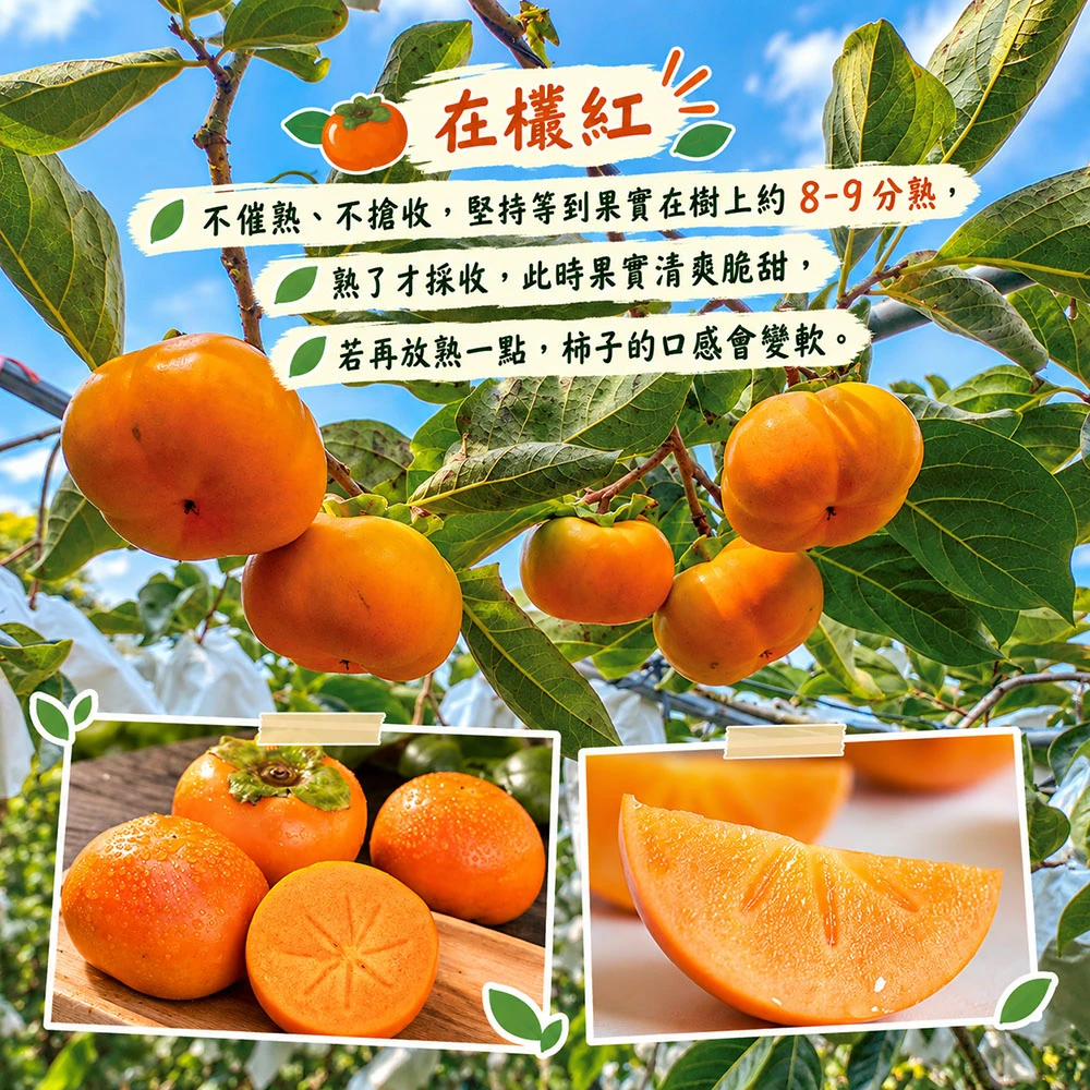 達觀部落御用甜柿禮盒  5A 6A 7A 8A 9A  1盒/2盒