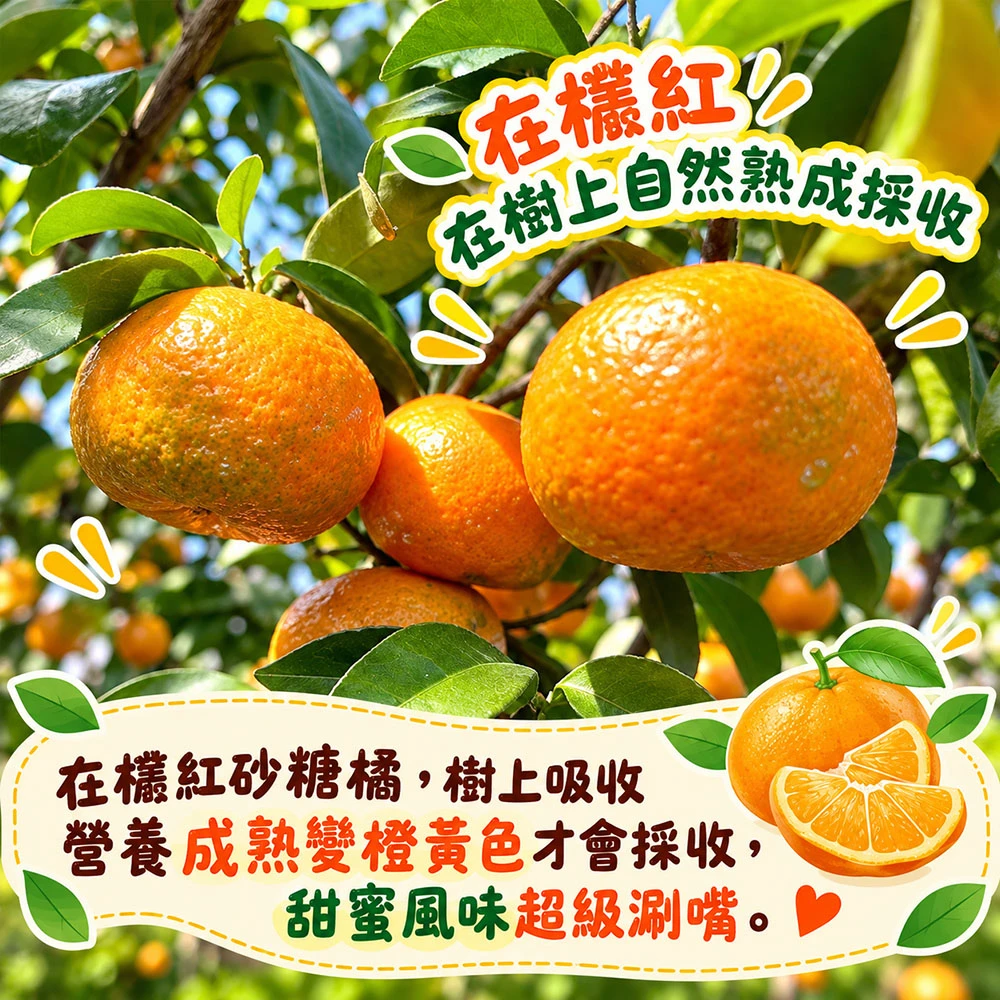 苗栗蕉埔砂糖橘禮盒3斤 1盒/2盒/4盒/8盒