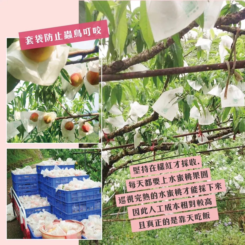 產地直送拉拉山水蜜桃禮盒