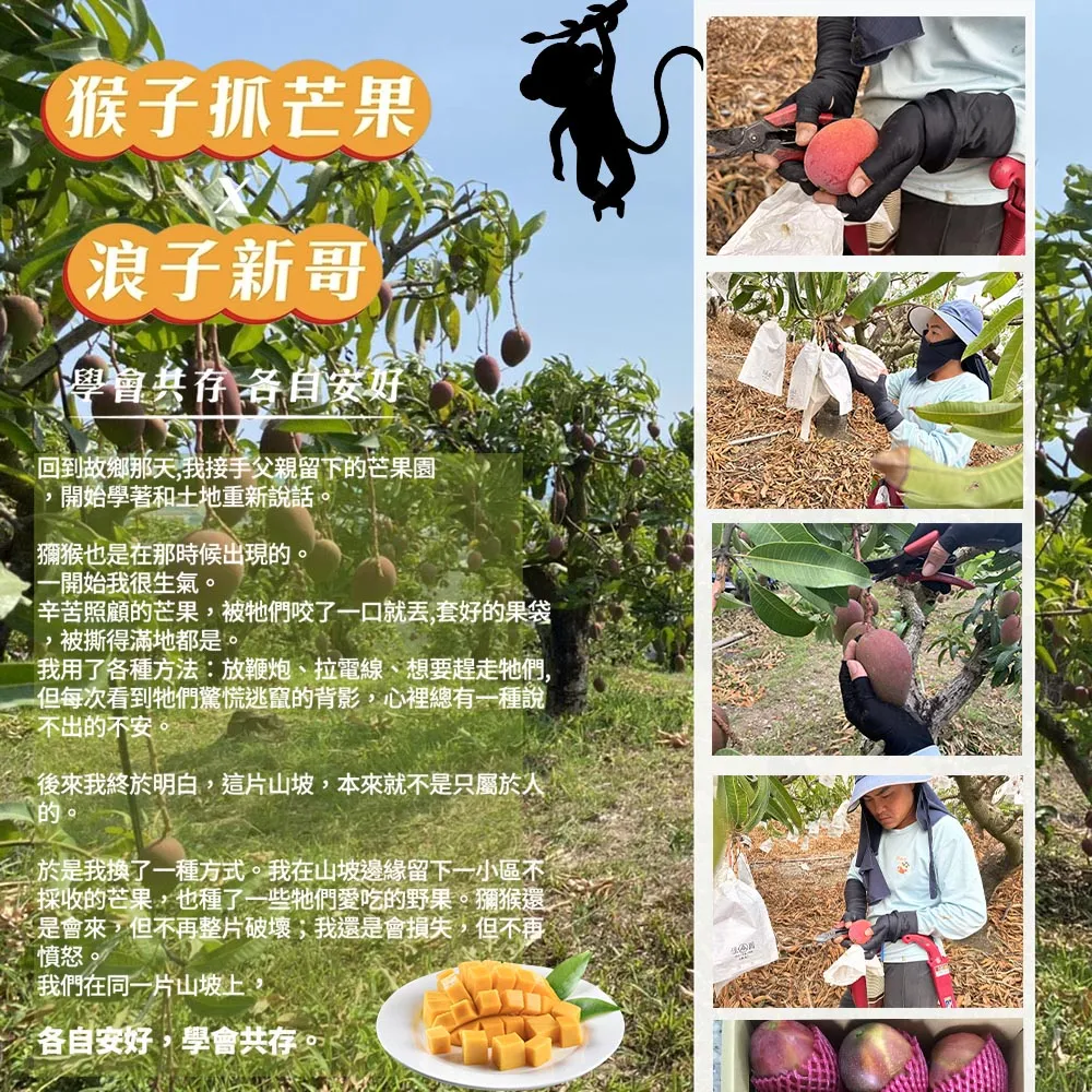 與獼猴和平共存的芒果【猴仔抓芒果】屏東枋山愛文芒果禮盒 4斤/8斤 (即日起開始預購4/30-5/10出貨)