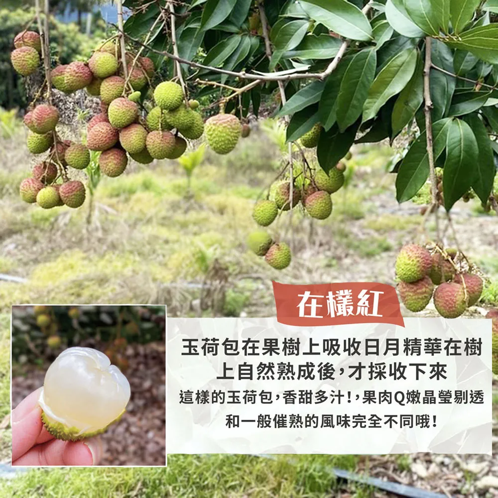 預購-屏東內埔60年老欉玉荷包禮盒4斤 帶枝不分大小 冷藏出貨 5/21開始陸續出貨