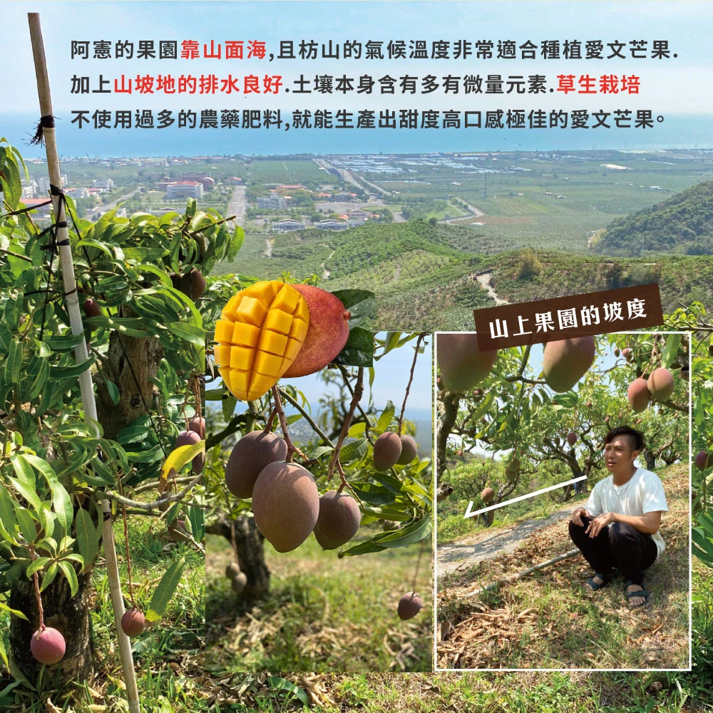 5/30-5/31脆友限定-楊忠憲愛文芒果(外銷大果) 10斤12-16顆x1箱