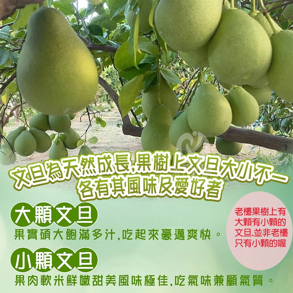 台南麻豆老欉文旦禮盒 10斤 大果7-9顆 / 小果10-18顆 1箱/2箱 8/5開始陸續出貨 歡迎企業大量訂購