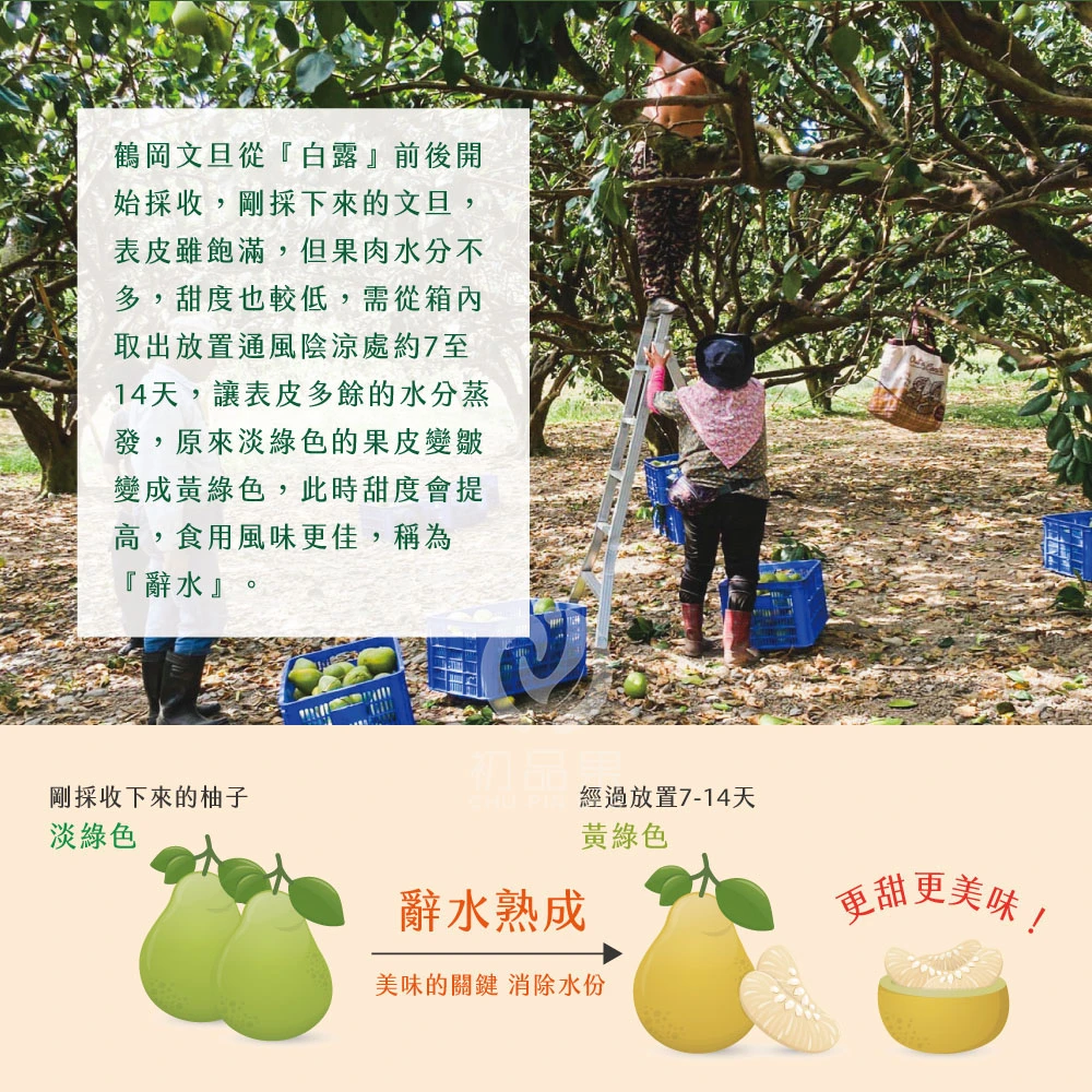 花蓮鶴岡老欉精品文旦禮盒  【歡迎企業大量訂購】