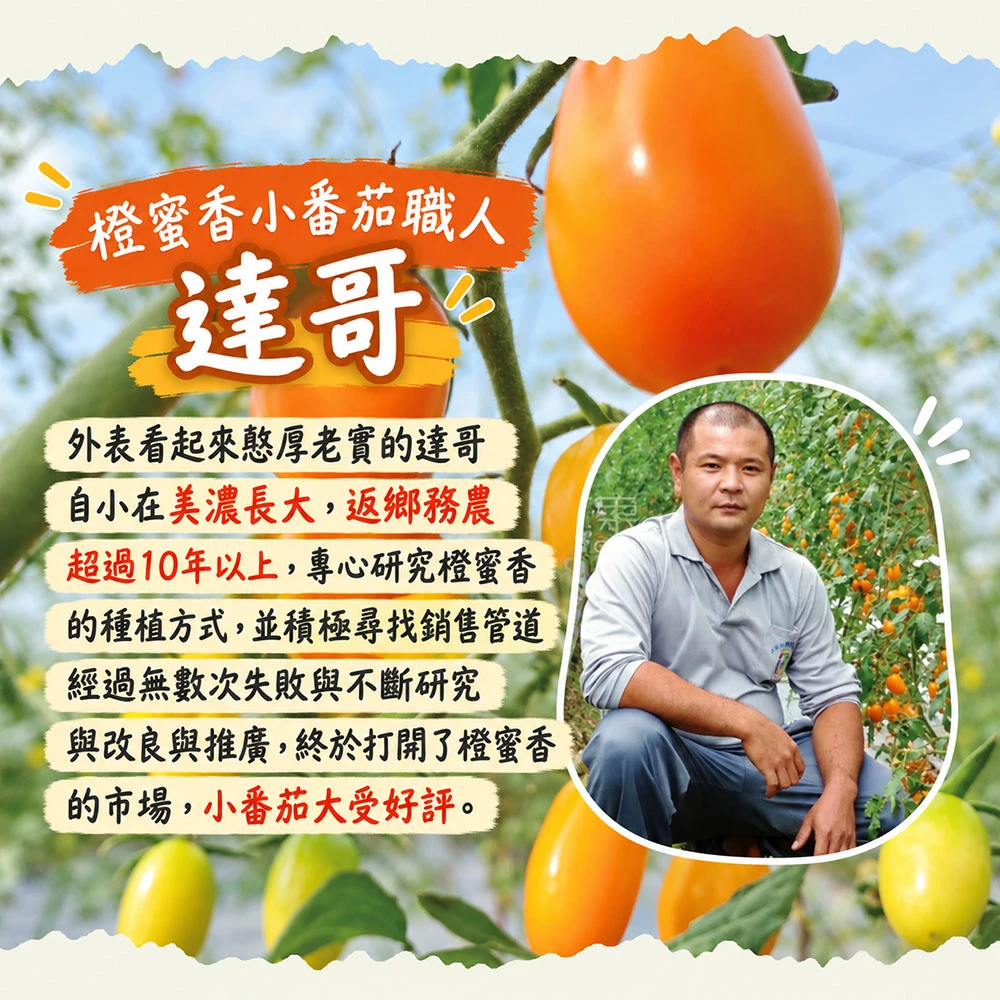 高雄美濃橙蜜香小番茄禮盒4斤 1盒/2盒/4盒/6盒