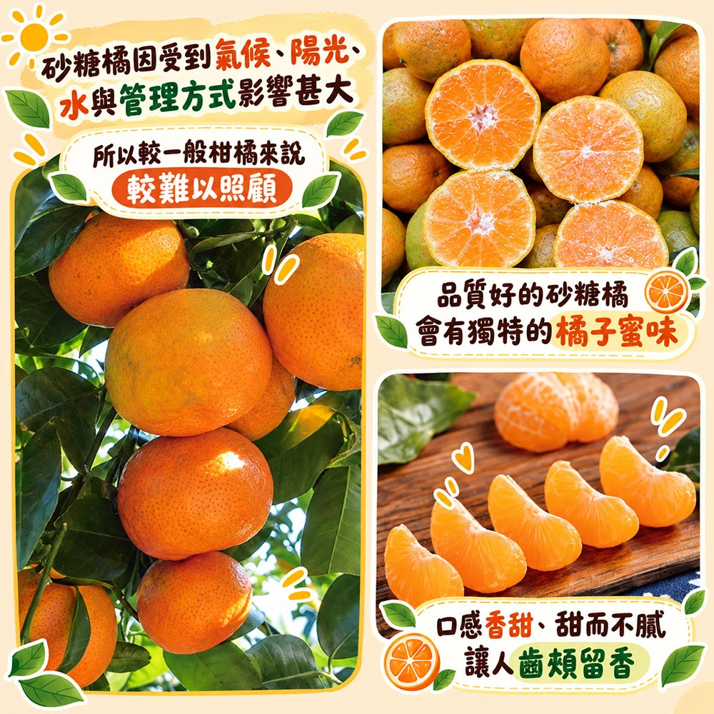 拉拉山砂糖橘禮盒3斤 1盒/2盒/4盒/8盒