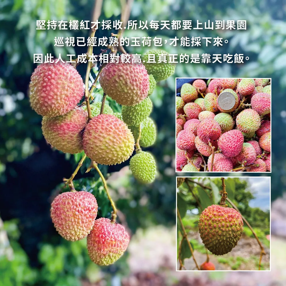 預購-屏東內埔60年老欉玉荷包禮盒4斤 帶枝不分大小 冷藏出貨 5/21開始陸續出貨