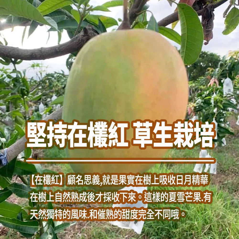 芒果界LV 台東夏雪芒果禮盒4斤4-8顆 6/15開始陸續出貨