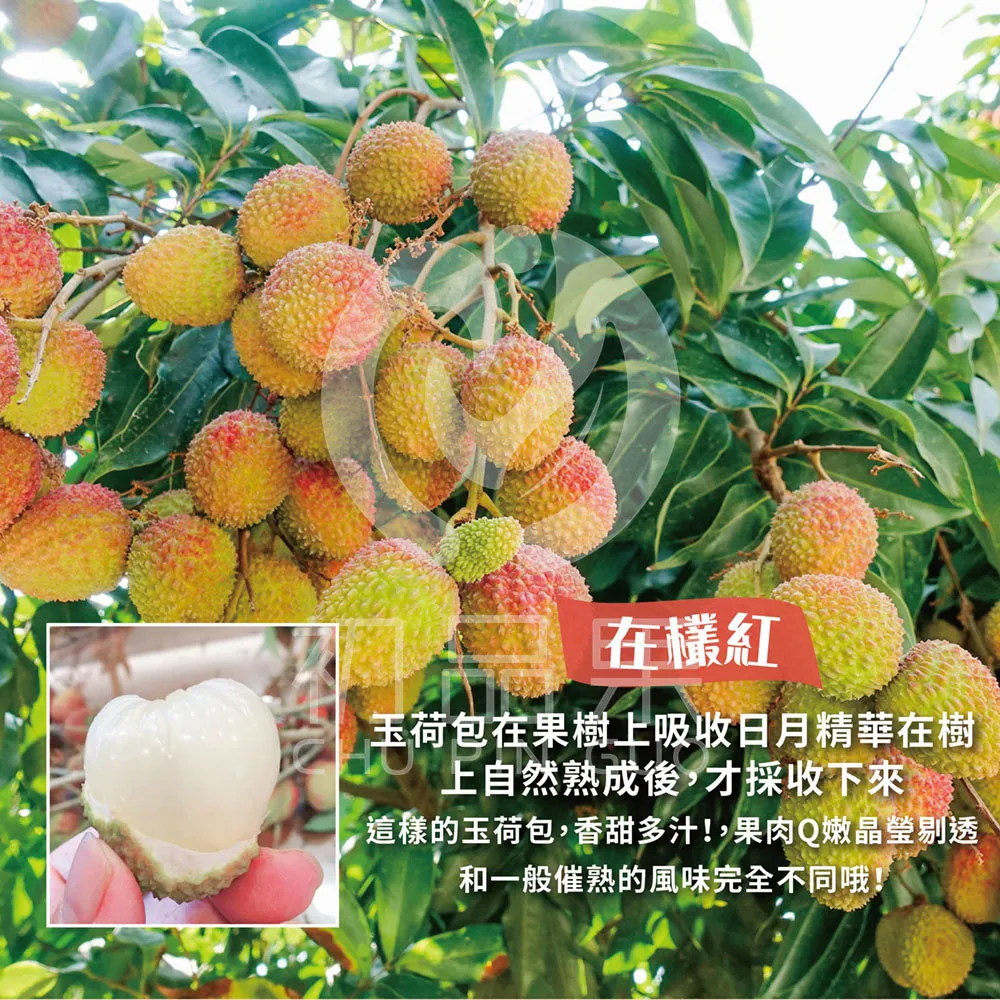 預購 季節限定 高雄大樹玉荷包禮盒3斤 冷藏配送  5/25開始陸續出貨
