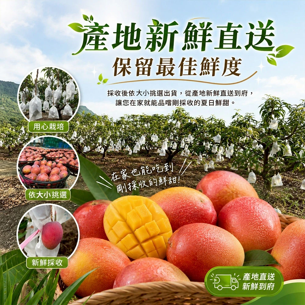產地直送台南愛文芒果含箱10斤  18-24顆/12-16顆  1箱/2箱