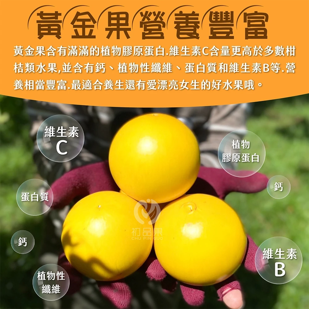 台東知本黃金果禮盒