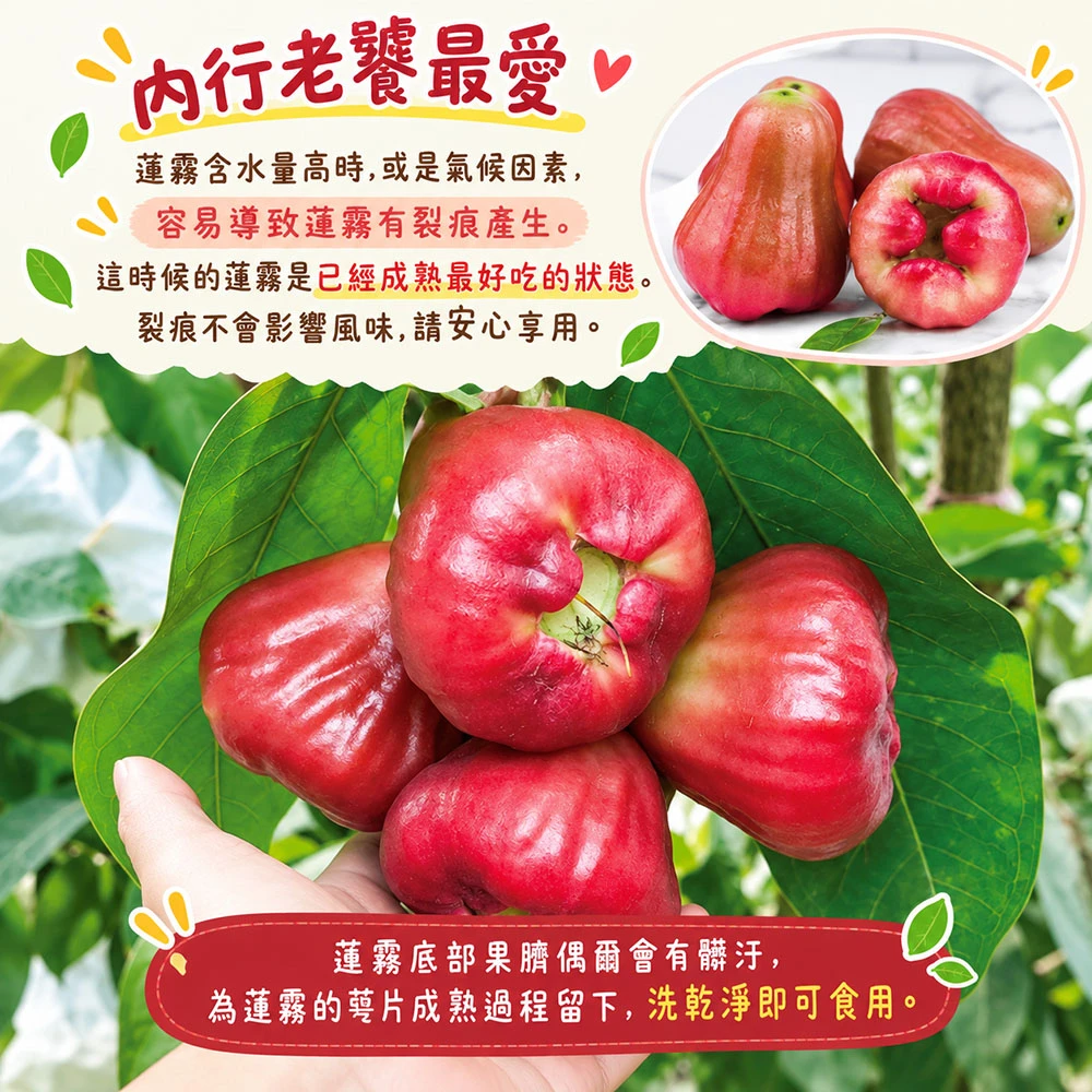屏東枋寮黑珍珠蓮霧禮盒 3斤/4斤  1盒/2盒/3盒/4盒