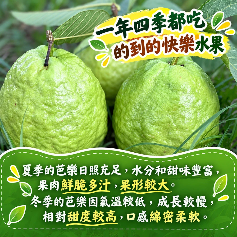 彰化溪州珍珠芭樂禮盒5斤6-10顆