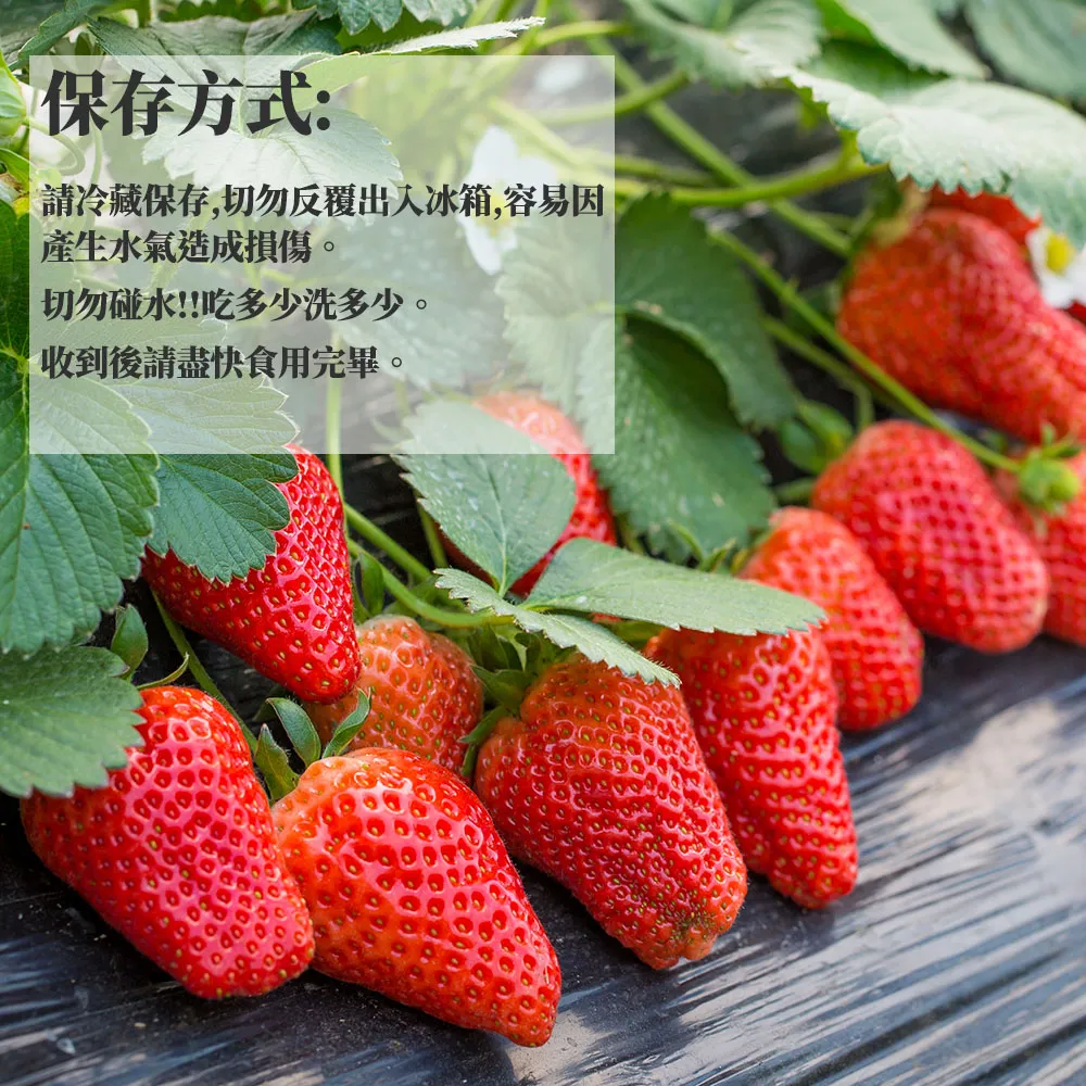 苗栗大湖香水草莓禮盒 2.5斤