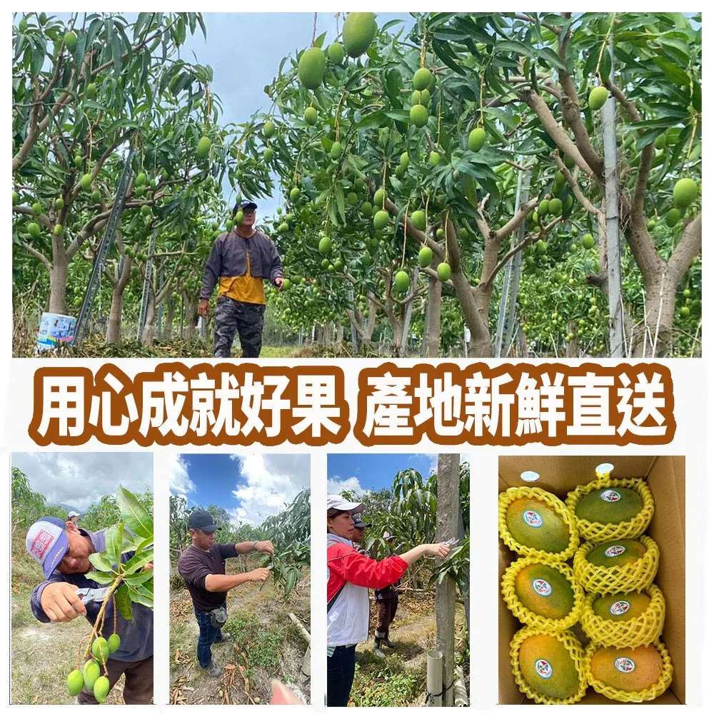芒果界LV 台東夏雪芒果禮盒4斤4-8顆 6/15開始陸續出貨