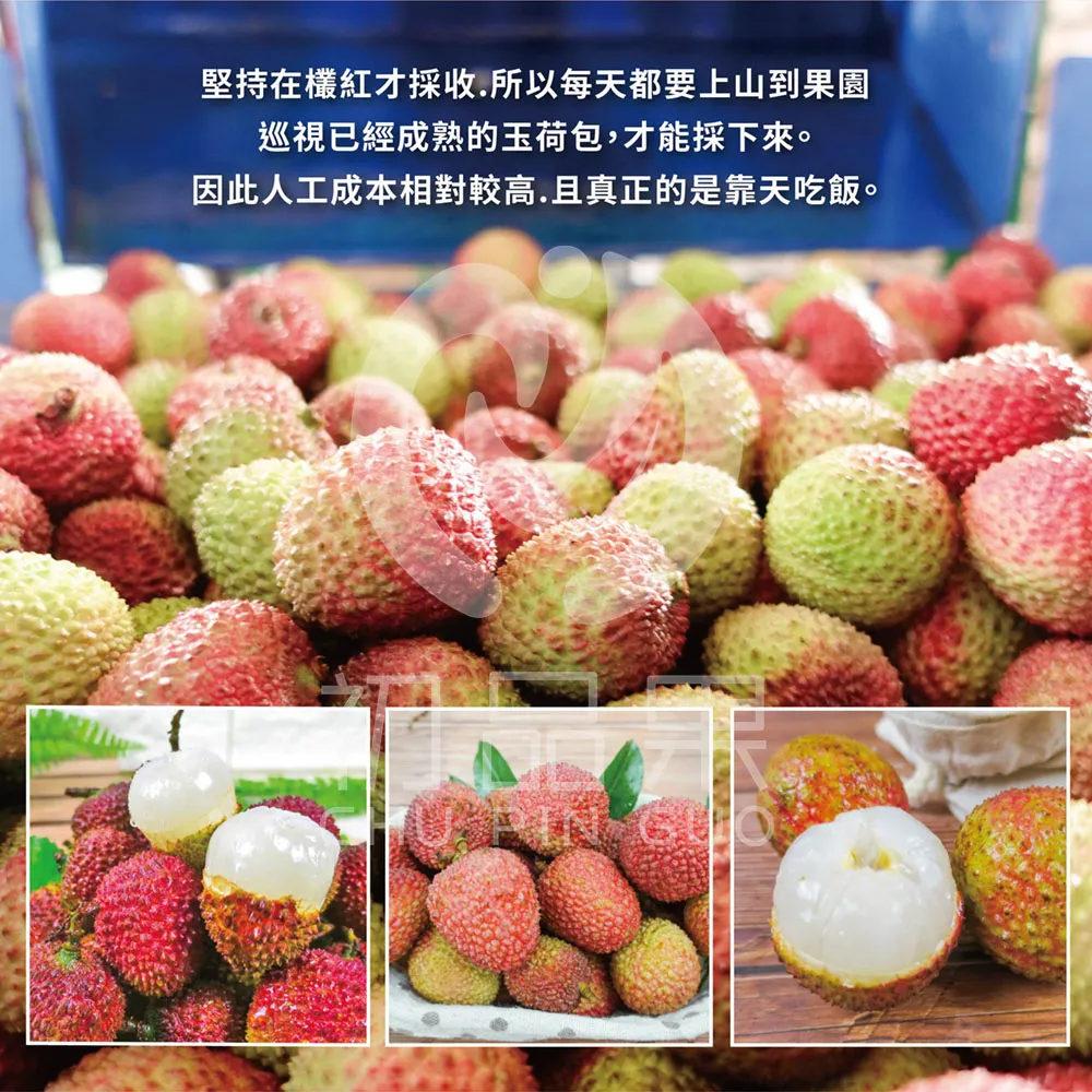 預購 季節限定 高雄大樹玉荷包禮盒3斤 冷藏配送  5/25開始陸續出貨