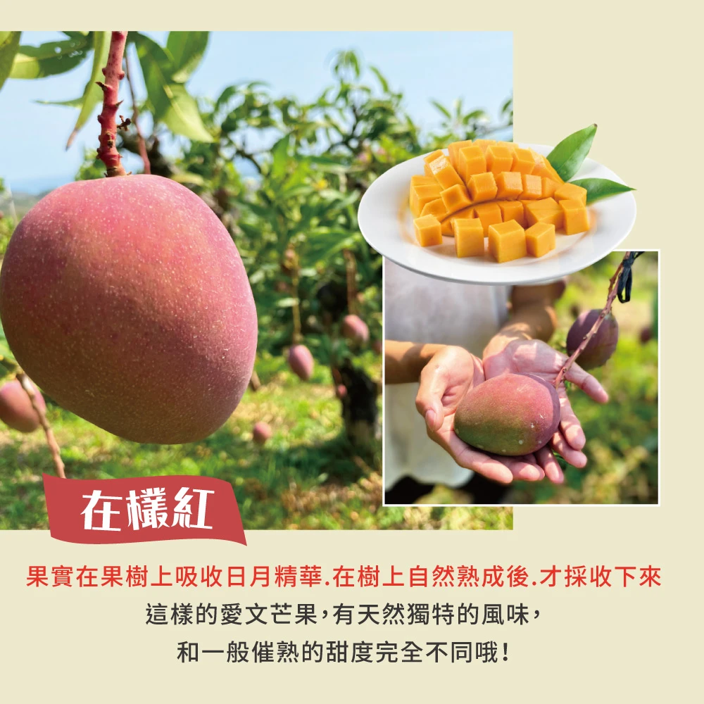 5/30-5/31脆友限定-楊忠憲愛文芒果(外銷大果) 10斤12-16顆x1箱