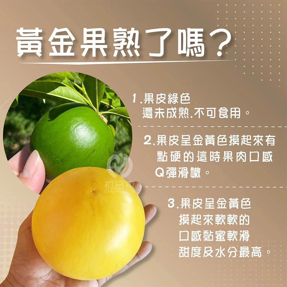 台東知本黃金果禮盒
