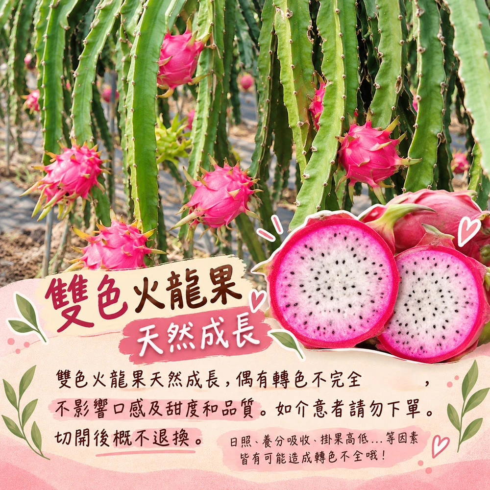 南投夢幻雙色火龍果6斤/10斤  1盒/2盒   預購