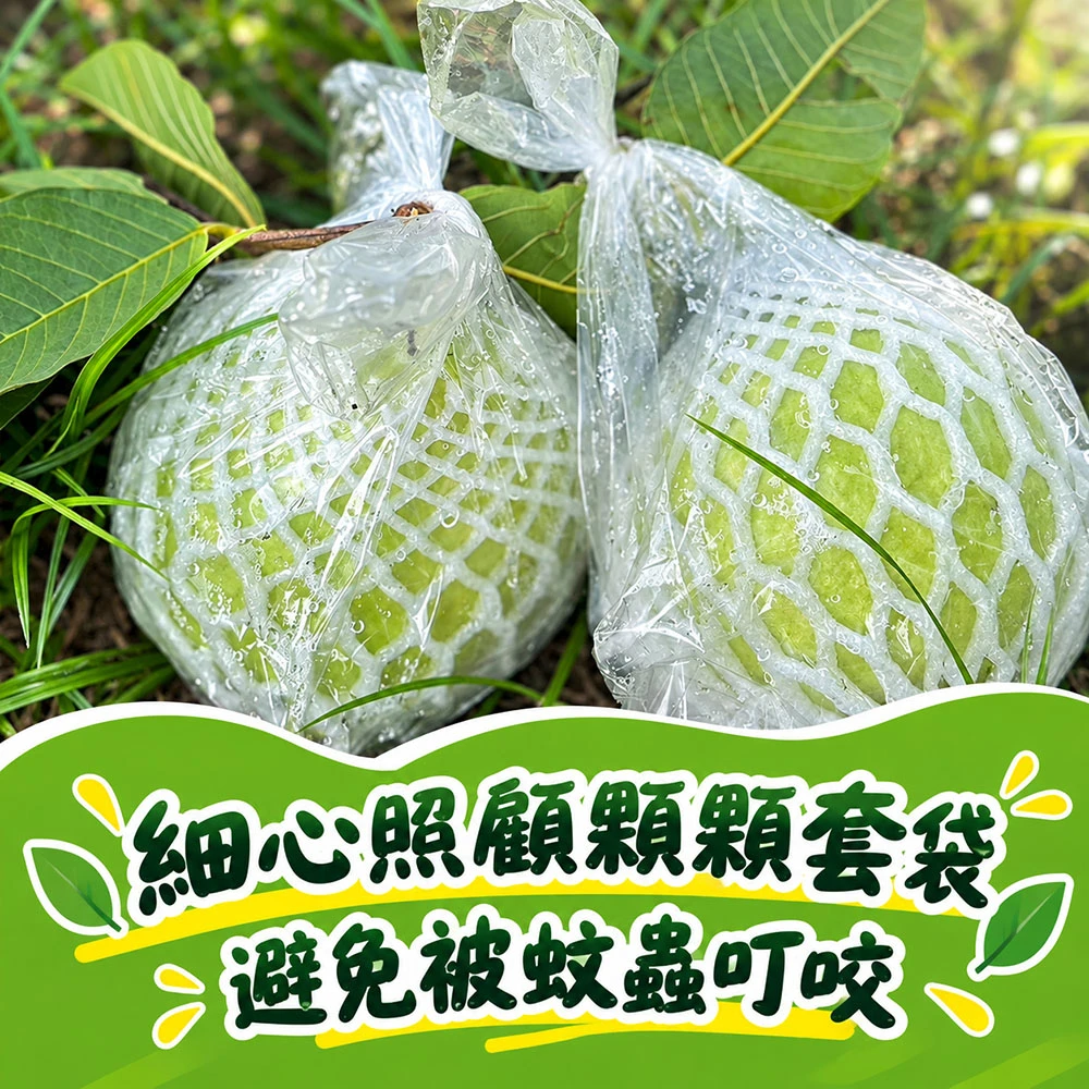 彰化溪州珍珠芭樂禮盒5斤6-10顆
