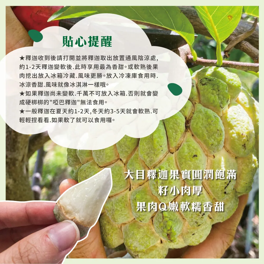 產地直送台東知本大目釋迦禮盒 5斤/10斤 