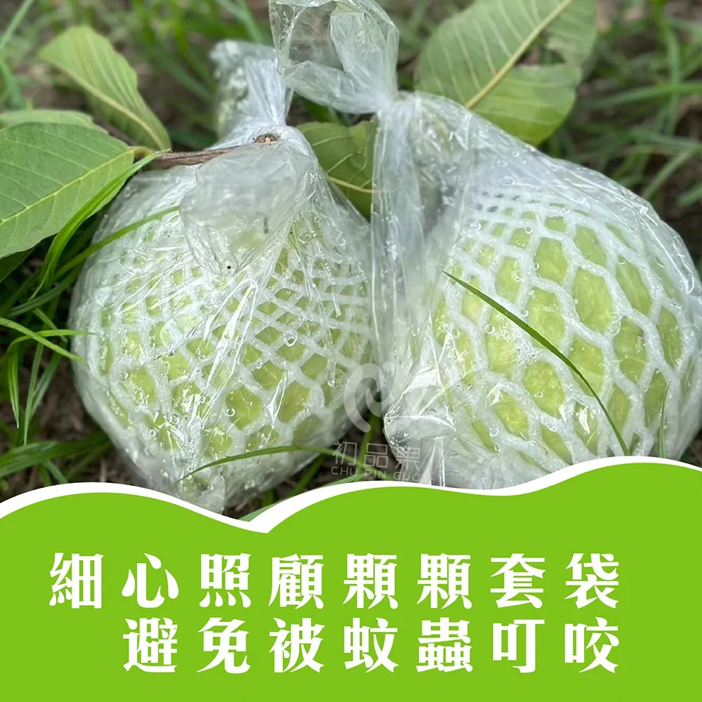 彰化溪州珍珠芭樂禮盒5斤6-10顆(冷藏配送)