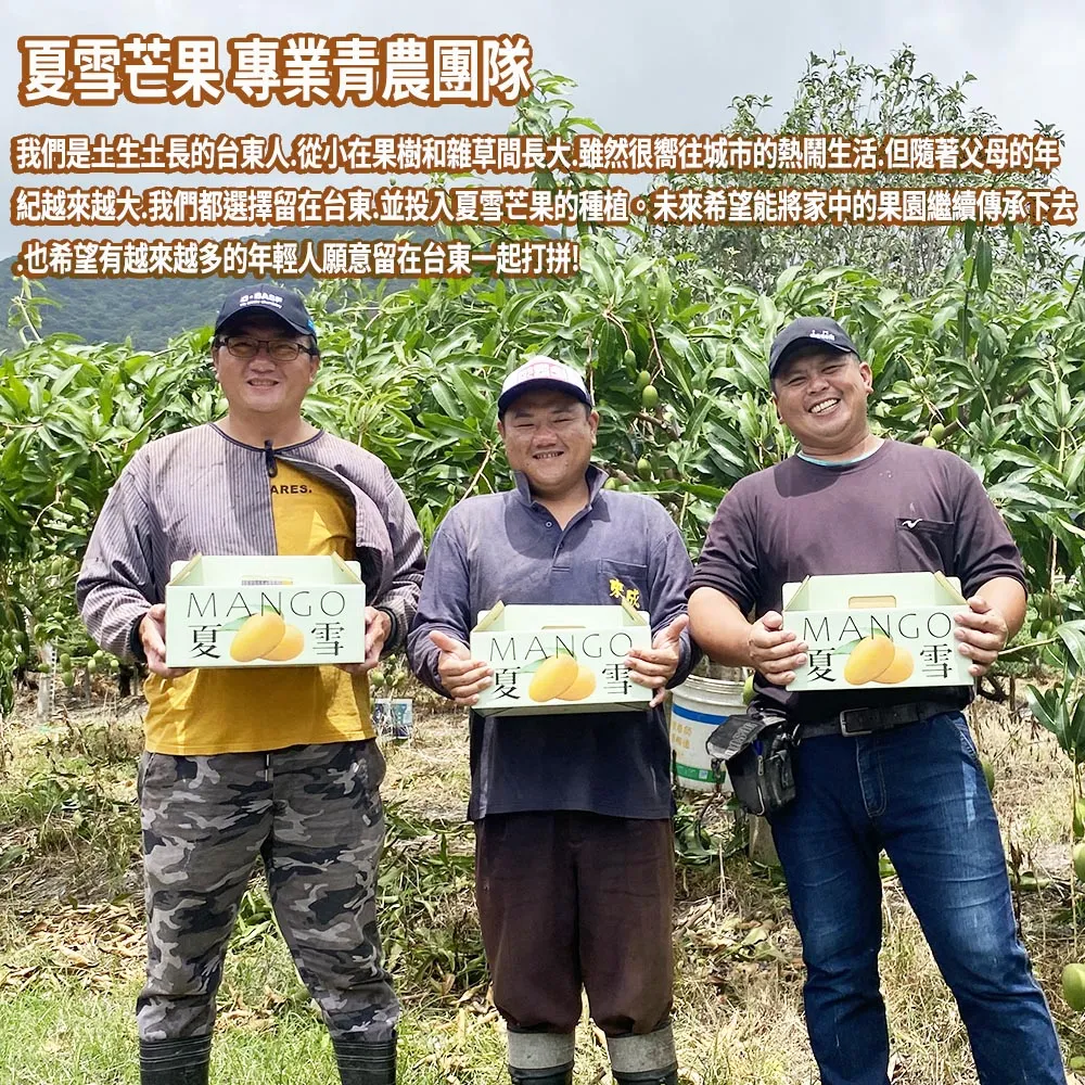 芒果界LV 台東夏雪芒果禮盒4斤4-8顆 6/15開始陸續出貨