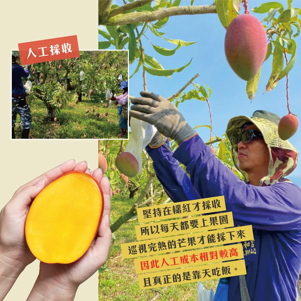 5/30-5/31脆友限定-楊忠憲愛文芒果(外銷大果) 10斤12-16顆x1箱