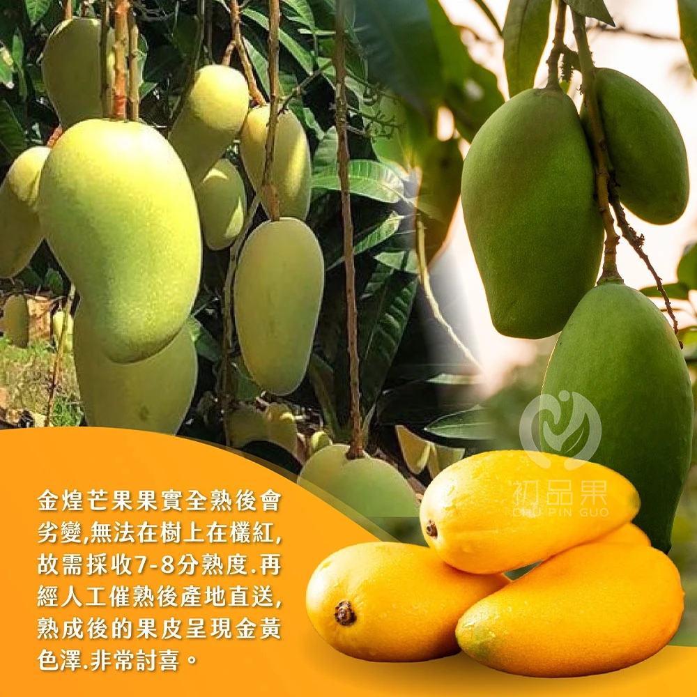 台南楠西金煌芒果 10斤