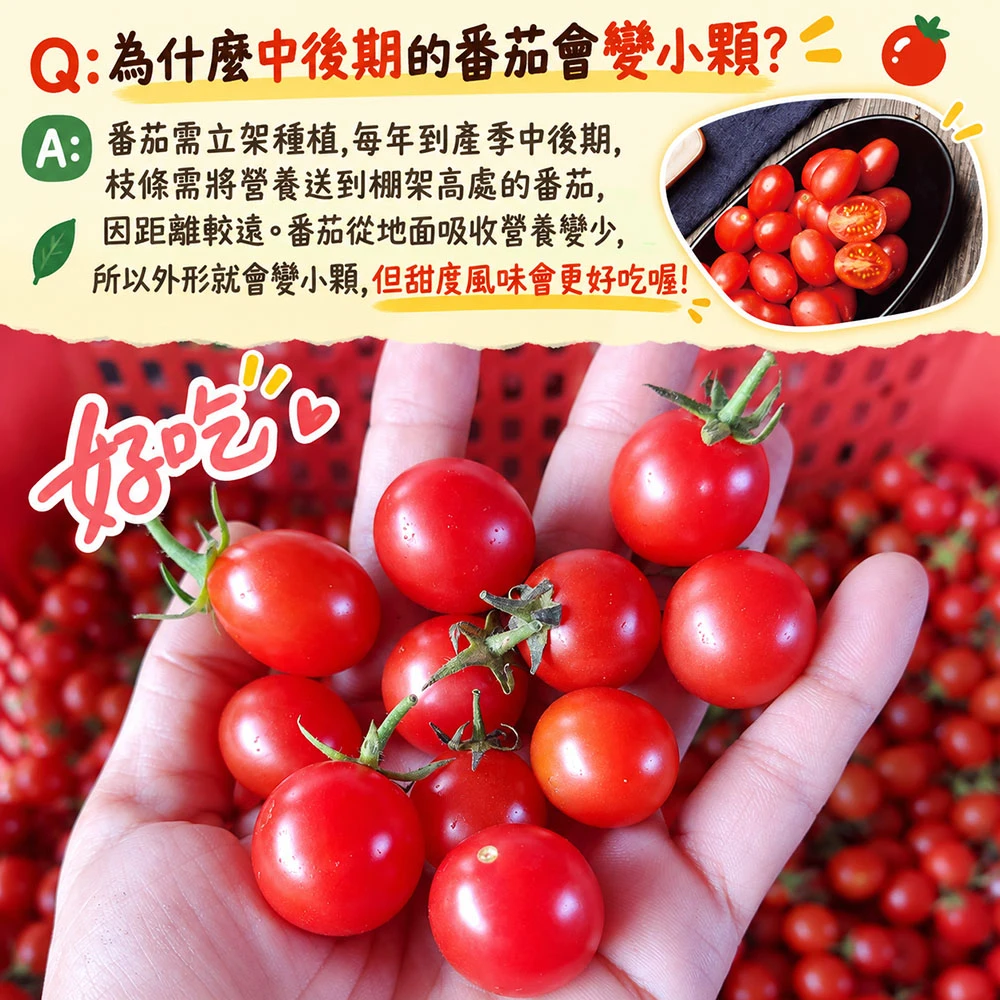 高雄美濃雙色橙蜜小番茄禮盒3斤  1盒/2盒/4盒/8盒