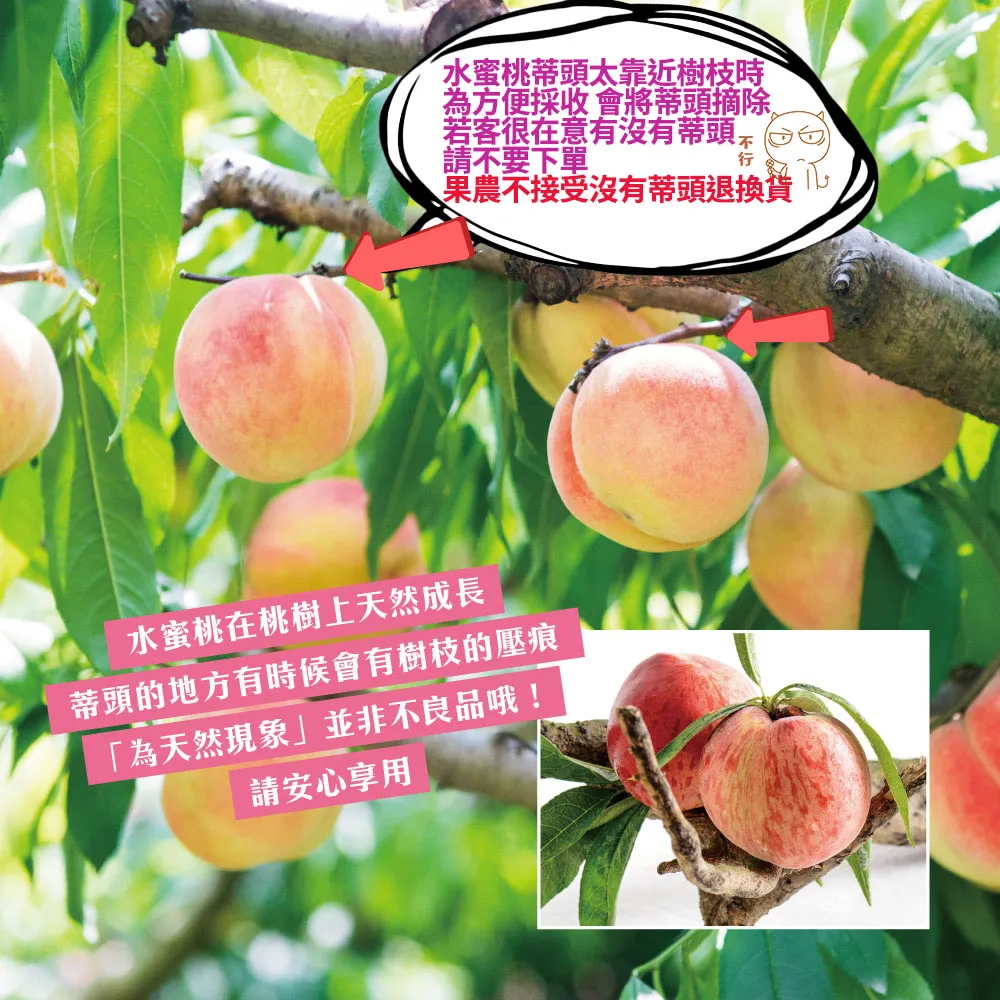 (預購)產地直送拉拉山水蜜桃禮盒 6顆/8顆/10顆/12顆  1盒/2盒/3盒/4盒/8盒  冷藏配送  預計4/30開始陸續出貨  媽媽桃 五月桃 水蜜桃