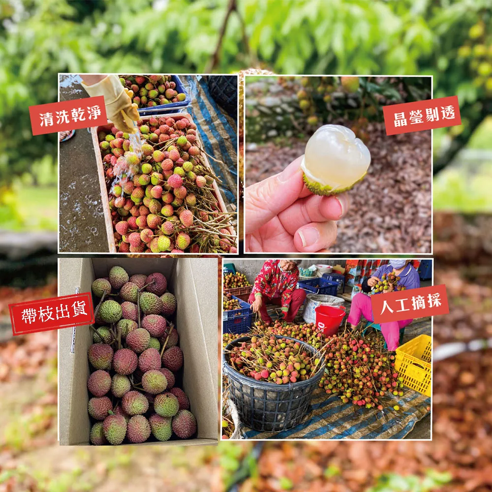 預購-屏東內埔60年老欉玉荷包禮盒4斤 帶枝不分大小 冷藏出貨 5/21開始陸續出貨