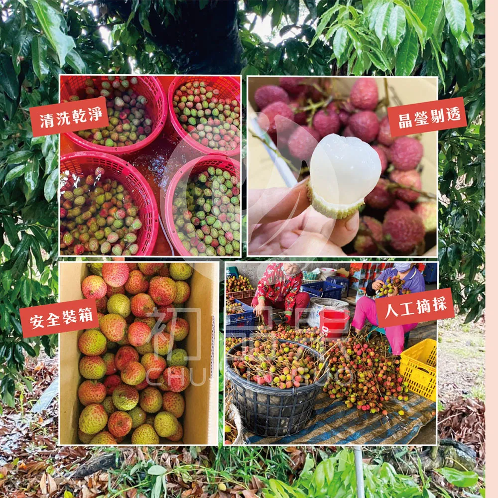 預購 季節限定 高雄大樹玉荷包禮盒3斤 冷藏配送  5/25開始陸續出貨