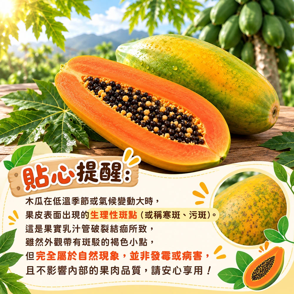 國民水果 台農2號木瓜  下單後D+7工作天出貨