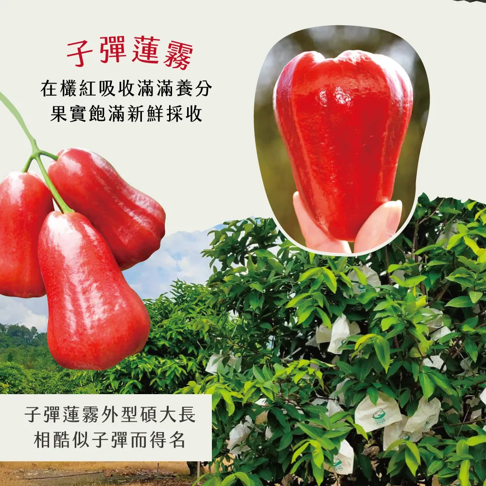 子彈蓮霧在紅吸收滿滿養分果實飽滿新鮮採收子彈蓮霧外型碩大長相酷似子彈而得名