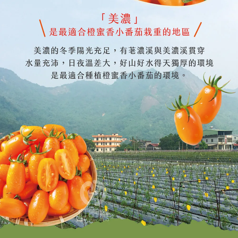 「美濃是最適合橙蜜香小番茄重的地區 /美濃的冬季陽光充足,有濃溪與美濃溪貫穿水量充沛,日夜溫差大,好山好水得天獨厚的環境是最適合種植橙蜜香小番茄的環境。