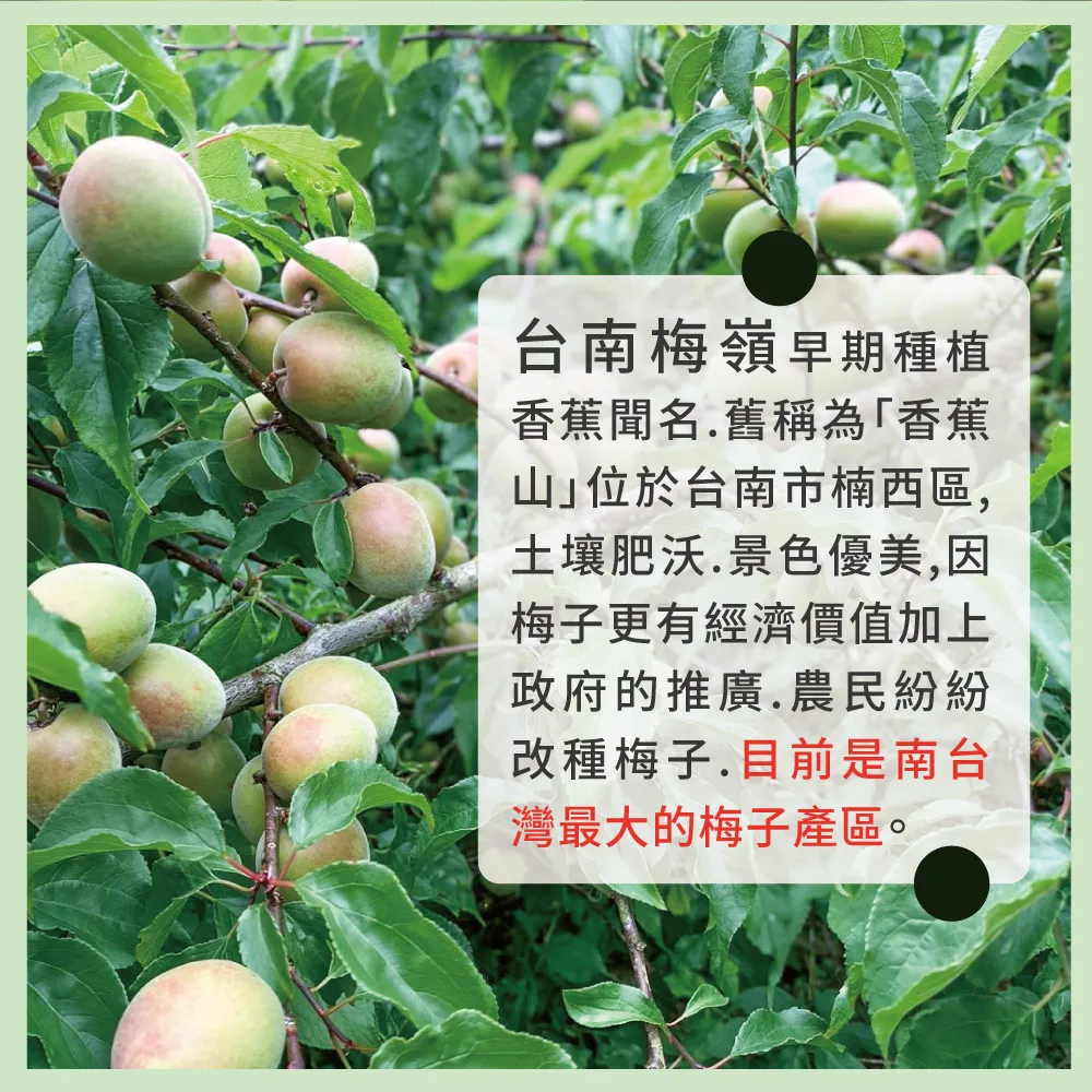 台南梅嶺早期種植香蕉聞名舊稱為「香蕉位於台南市楠西區,土壤肥沃.景色優美,因梅子更有經濟價值加上政府的推廣.農民紛紛改種梅子.目前是南台灣最大的梅子產區。