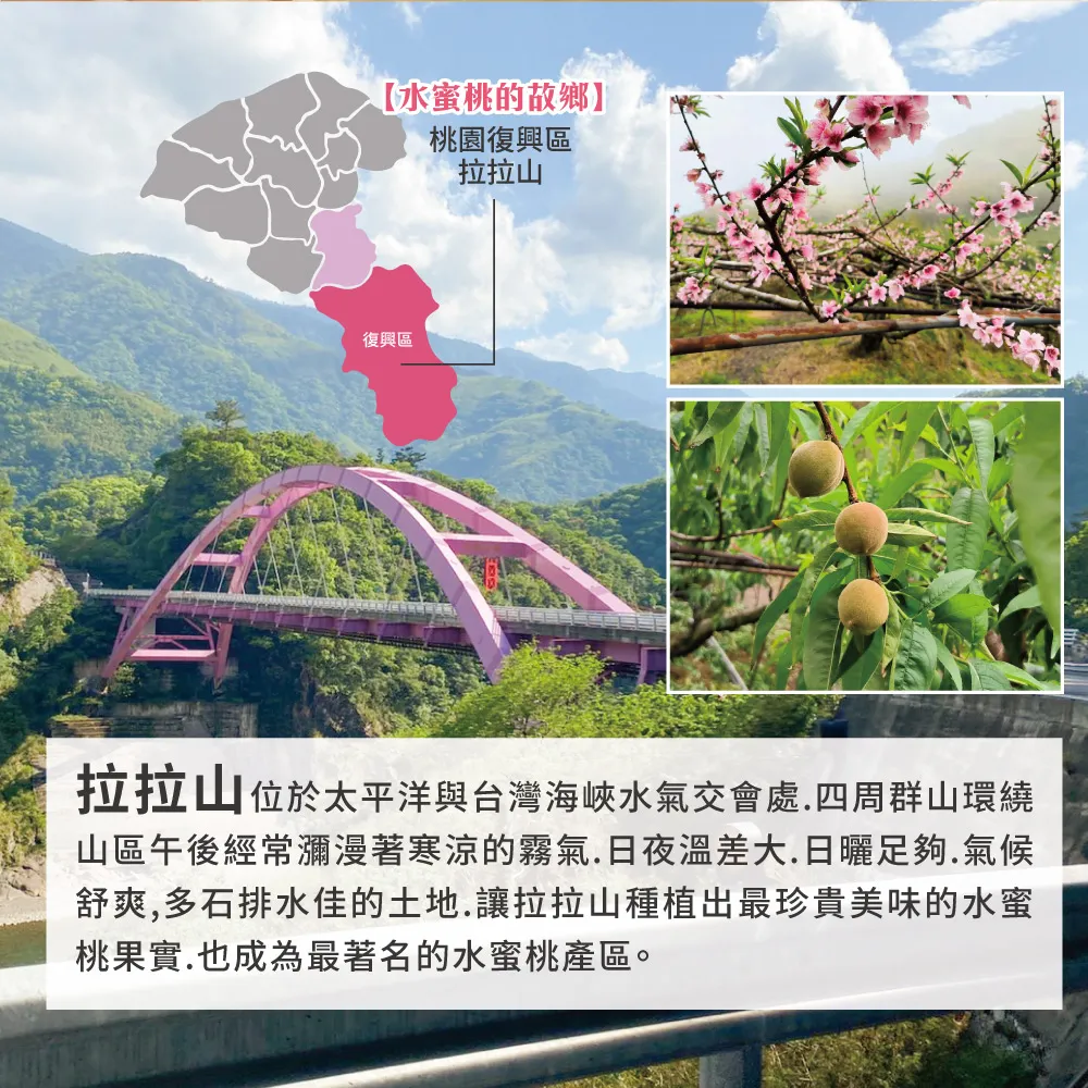 【水蜜桃的故鄉】桃園復興區拉拉山復興區拉拉山位於太平洋與台灣海峽水氣交會處四周群山環繞山區午後經常瀰漫著寒涼的霧氣.日夜溫差大.日曬足夠.氣候舒爽,多石排水佳的土地.讓拉拉山種植出最珍貴美味的水蜜桃果實.也成為最著名的水蜜桃產區。
