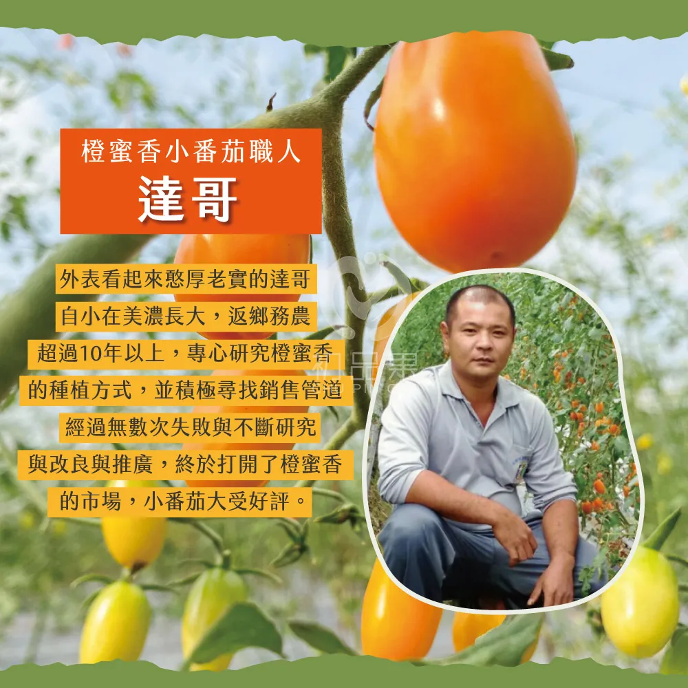 橙蜜香小番茄職人達哥外表看起來憨厚老實的達哥 自小在美濃長大,返鄉務農超過10年以上,專心研究橙蜜香的種植方式,並積極尋找銷售管道經過無數次失敗與不斷研究與改良與推廣,終於打開了橙蜜香的市場,小番茄大受好評。