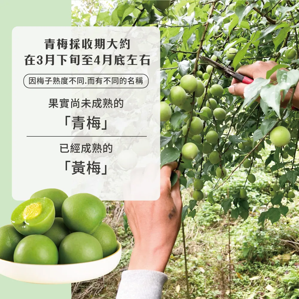 青梅採收期大約在3月下旬至4月底左右因梅子熟度不同而有不同的名稱果實尚未成熟的「青梅」已經成熟的「黃梅」