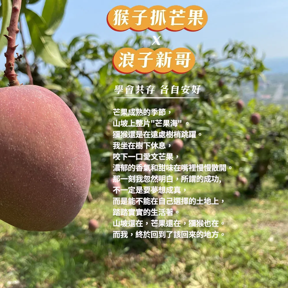 猴子抓芒果浪子新哥學會共存 各自安好芒果成熟的季節,山坡上整片芒果海獼猴還是在遠處樹梢跳躍。我坐在樹下休息,咬下一口愛文芒果,濃郁的香氣和甜味在嘴裡慢慢散開。那一刻我忽然明白,所謂的成功,不一定是要夢想成真而是能不能在自己選擇的土地上,踏踏實實的生活著。山坡還在,芒果還在,獼猴也在。而我,終於回到了該回來的地方。