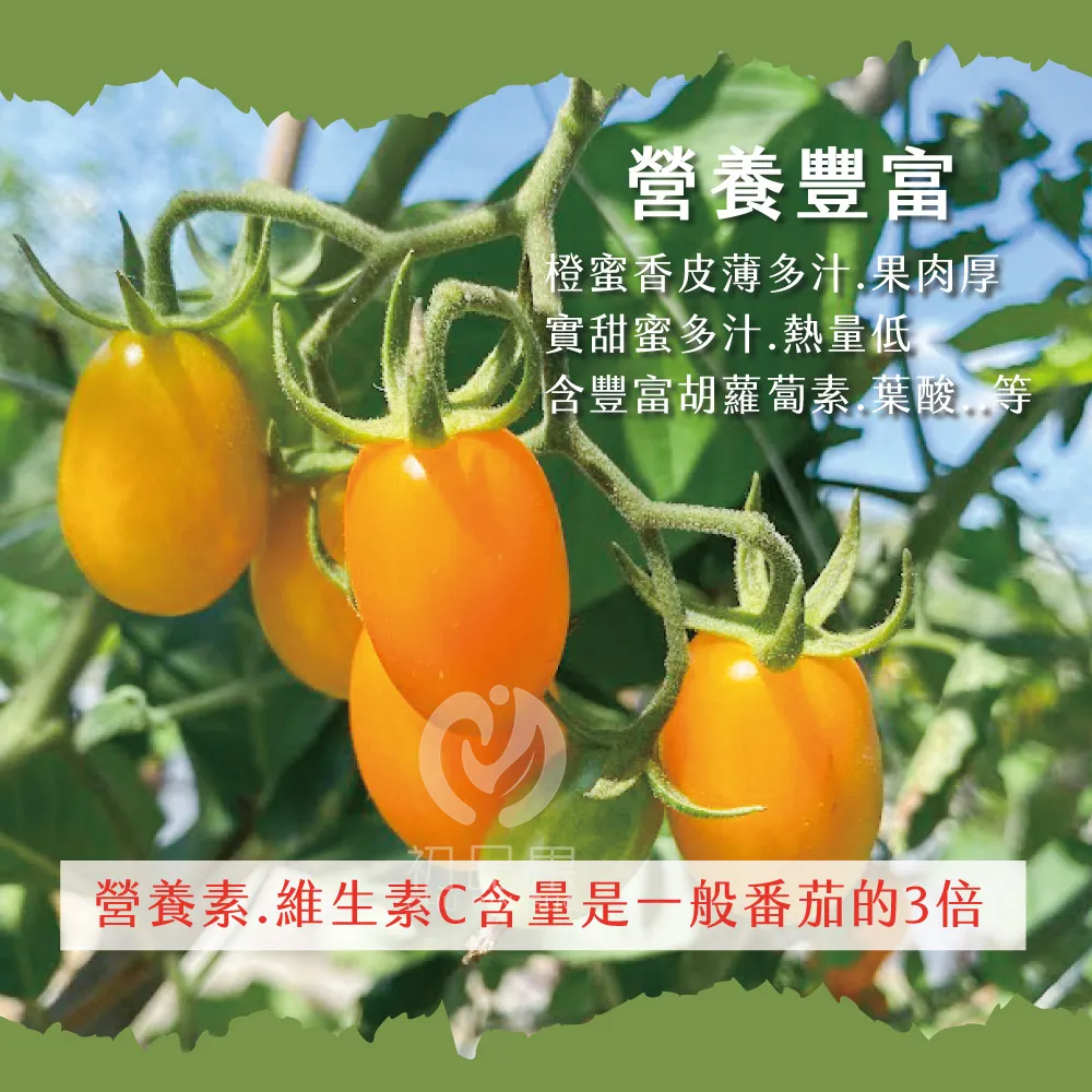營養豐富橙蜜香皮薄多汁果肉厚實甜蜜多汁.熱量低含豐富胡蘿蔔素.葉酸.等營養素.維生素C含量是一般番茄的3倍
